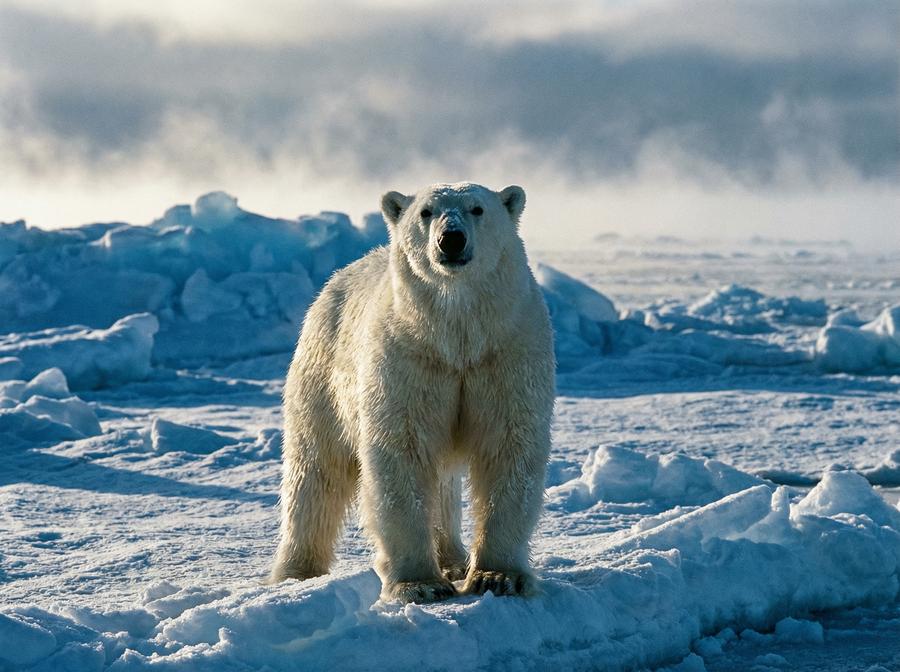 海角社区北极熊视频演示 北极熊冰原生存写真