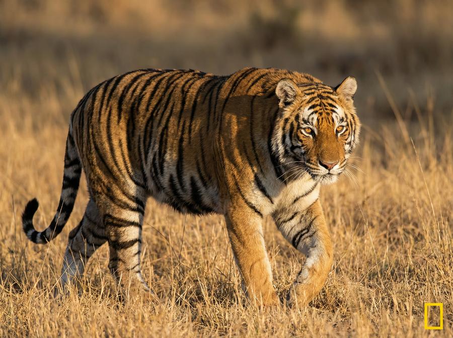海角社区老虎视频教程 孟加拉虎丛林追踪写真